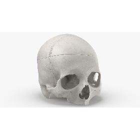 Real Human Skull Cranial 02 Cut With Piece White 3D